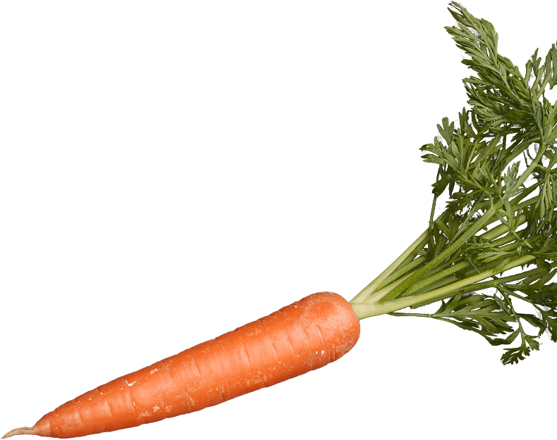 Carrot