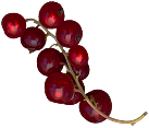 Currant